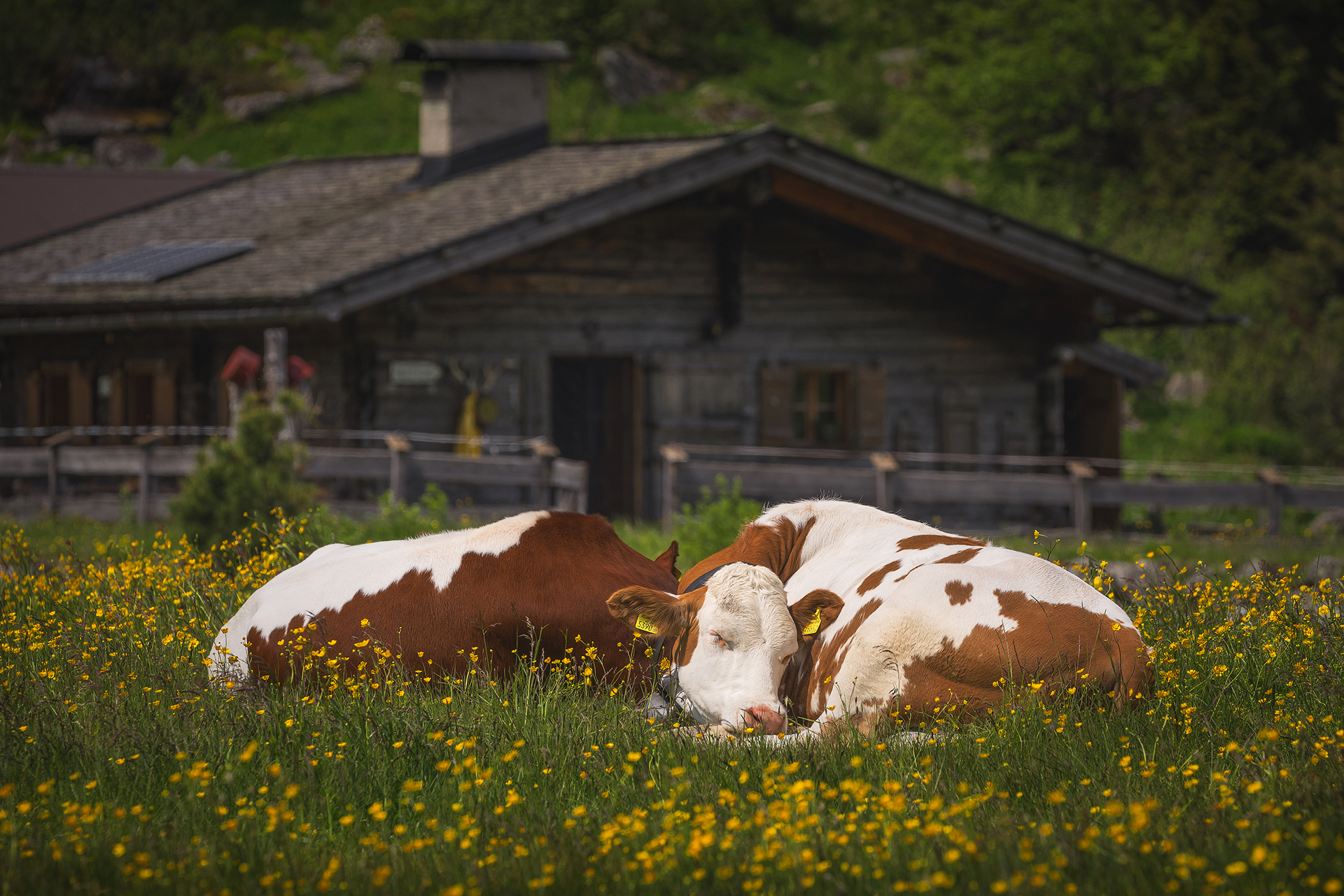 Рецепт Забота о скоте каждый день 3