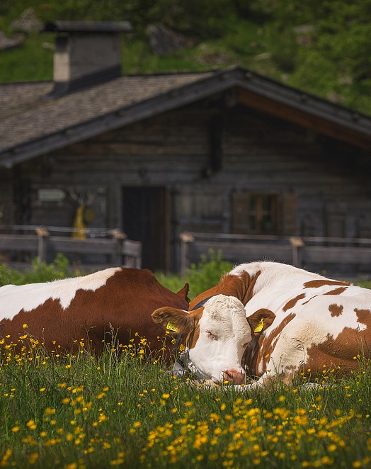 Рецепт  Забота о скоте каждый день 2